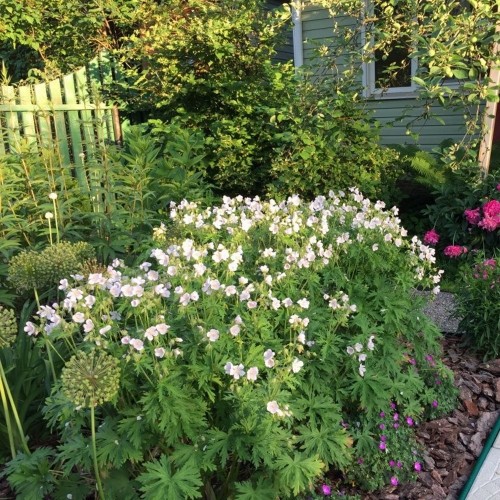 Geranium cantabrigiense 'Biokovo' - Viljatu kukereha 'Biokovo' 